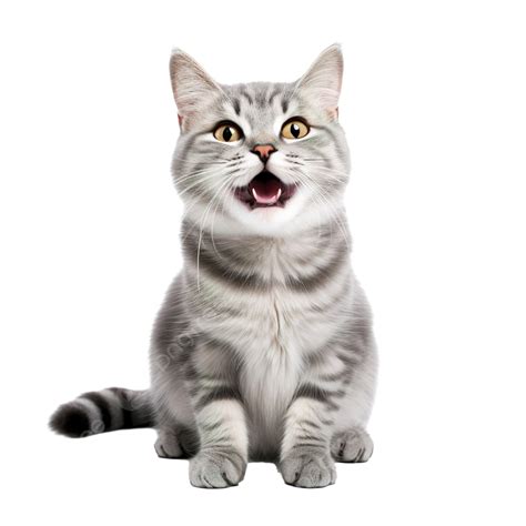 cat stock image|Iba pa.